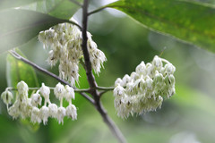 Elaeocarpus angustifolius
